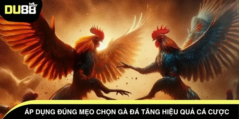 Áp dụng đúng mẹo chọn gà đá tăng hiệu quả cá cược