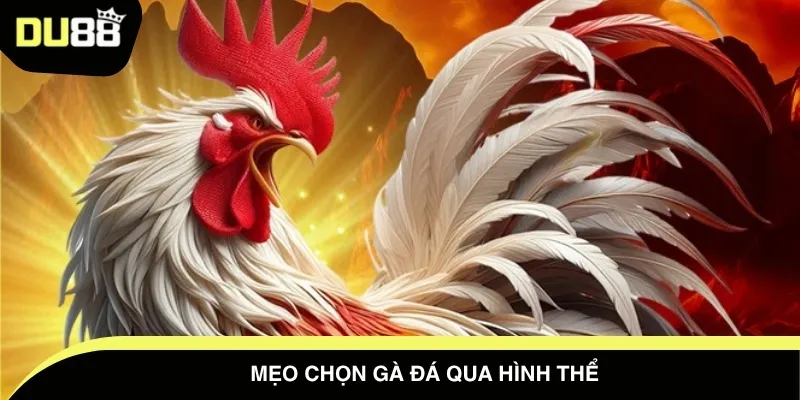 Mẹo chọn gà đá qua hình thể